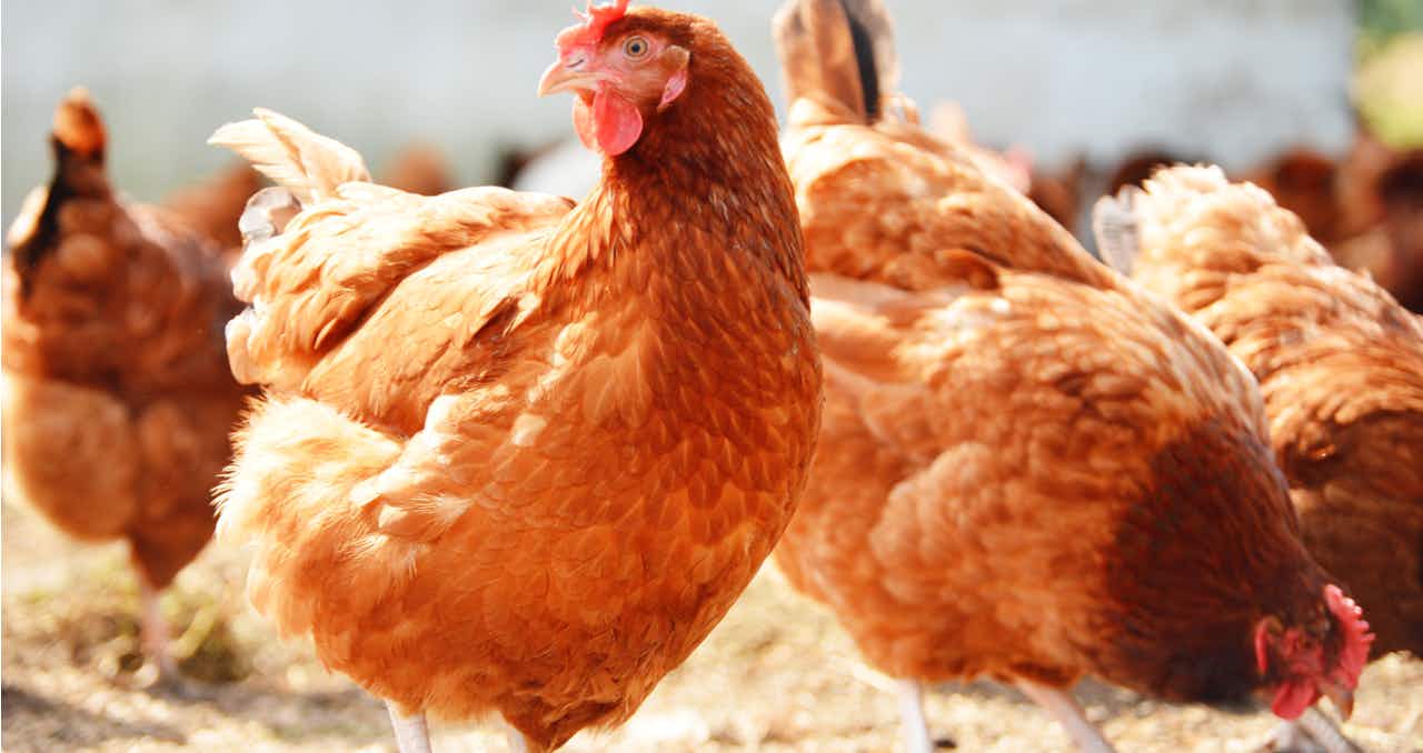 5 Consejos Para Comprar Una Granja De Pollos En Venta En Texas Inmobimedia 7324