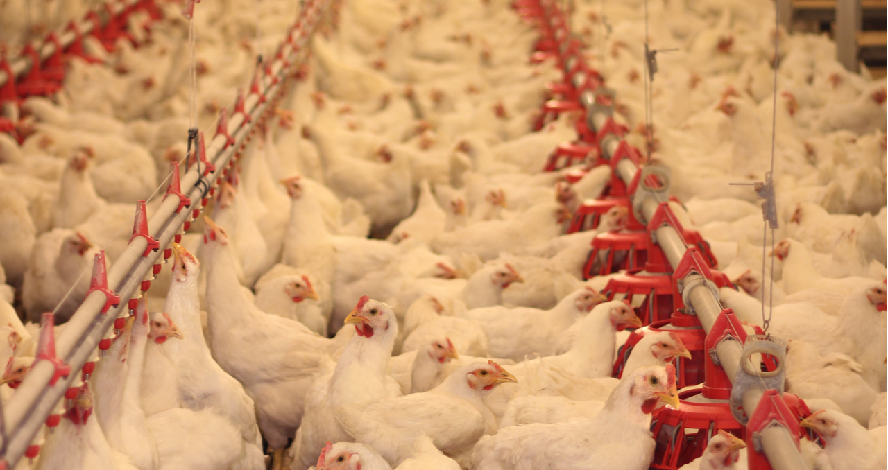 7 Tips for Buying a Chicken Farm for Sale in Maryland
