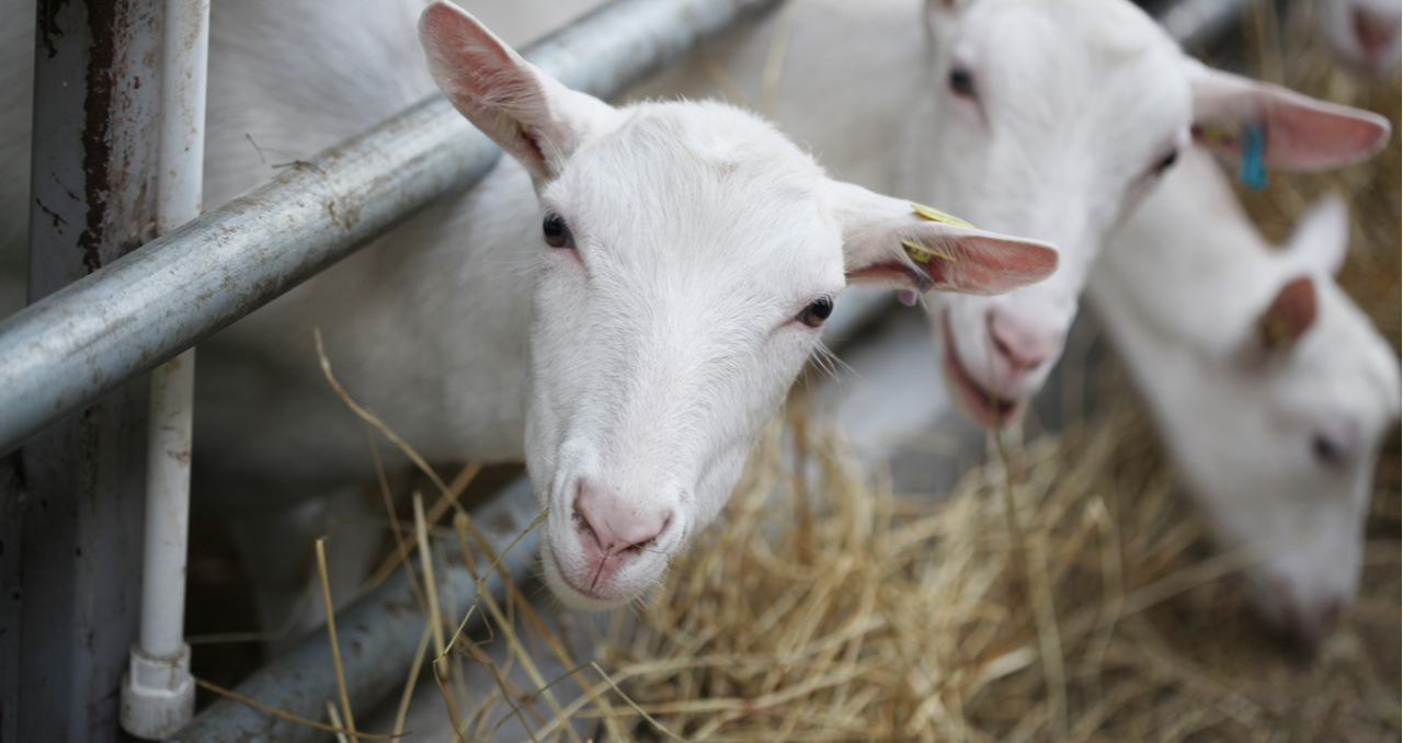 Looking for Goat Farms for Sale? Read This Guide First