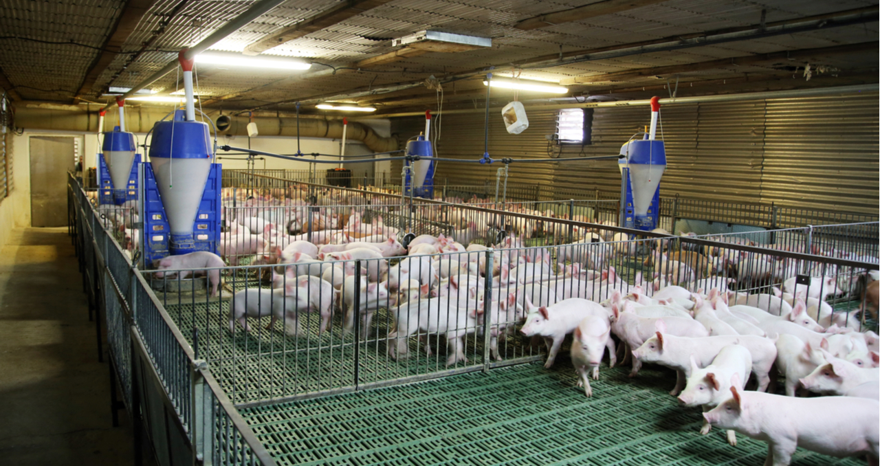 Looking for Pig Farms for Sale? Read This Guide First