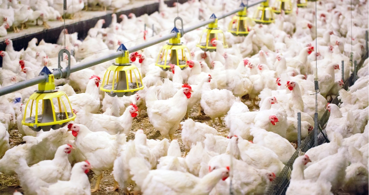 5 Key Considerations When Buying a Chicken Farm for Sale
