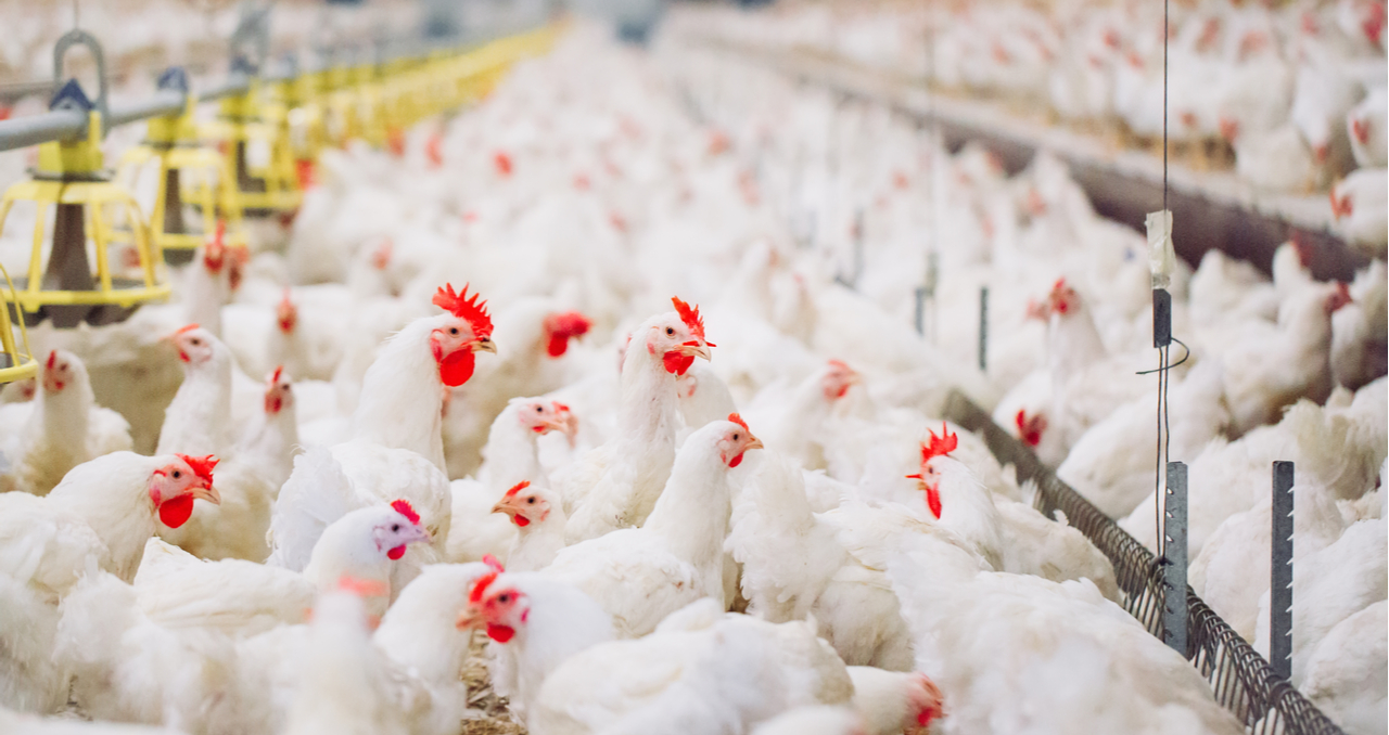 5 Tips for Buying a Chicken Farm for Sale in Florida