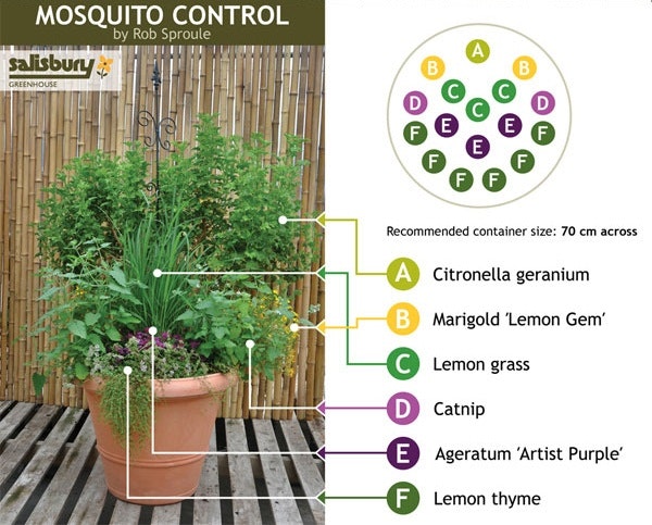 Outdoor_Mosquito